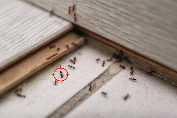 Best Bed Bug Extermination  in Oswego, IL